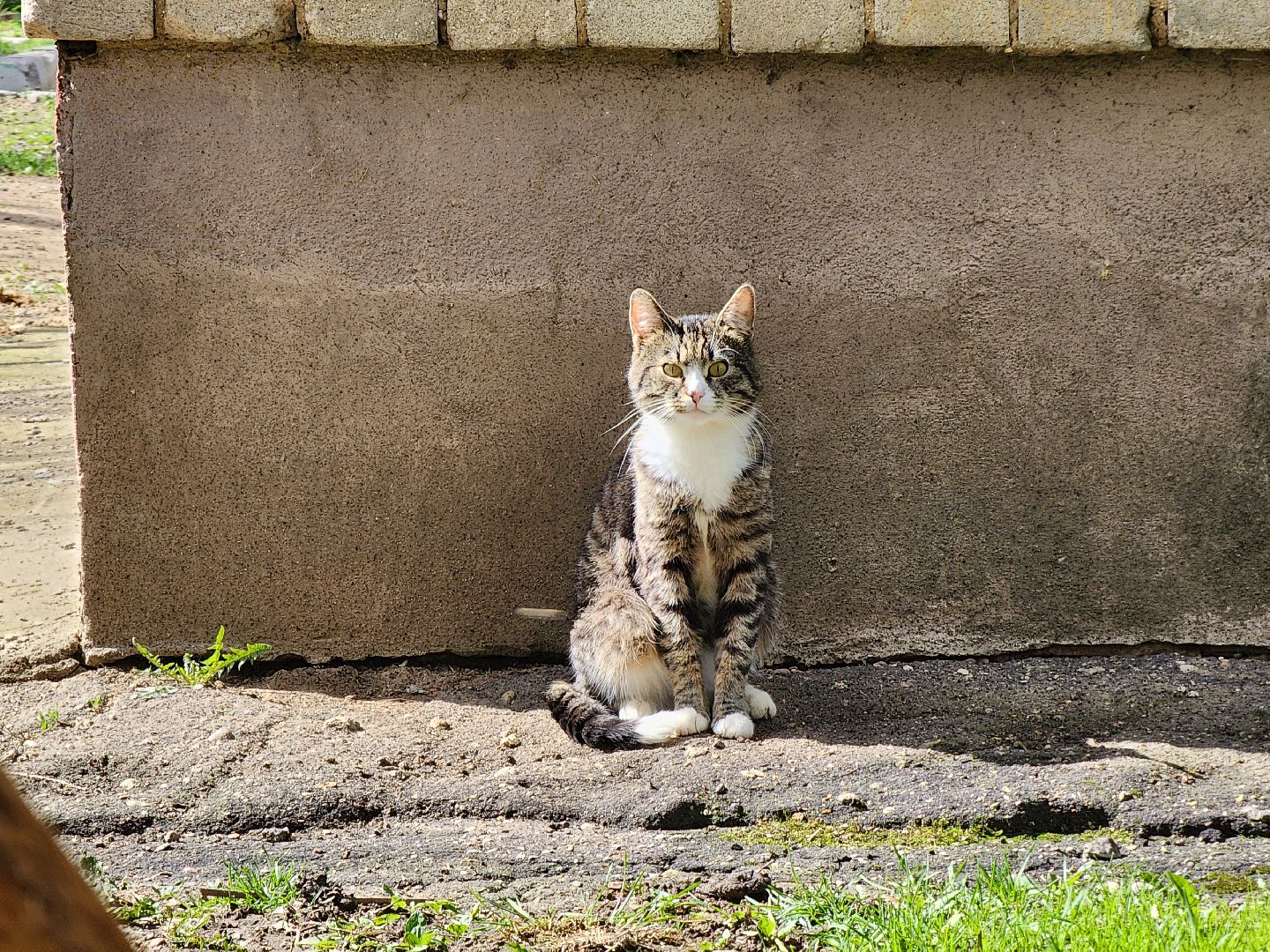 коты, кошкин дом, двор, Благоустройство, руза, рузский городской округ, московская область,