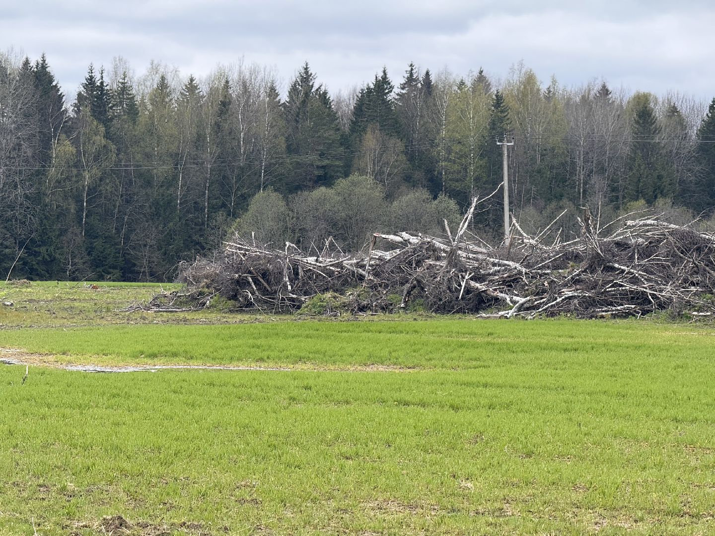 шаховская, операция смежник, пожароопасный сезон, лесничество,