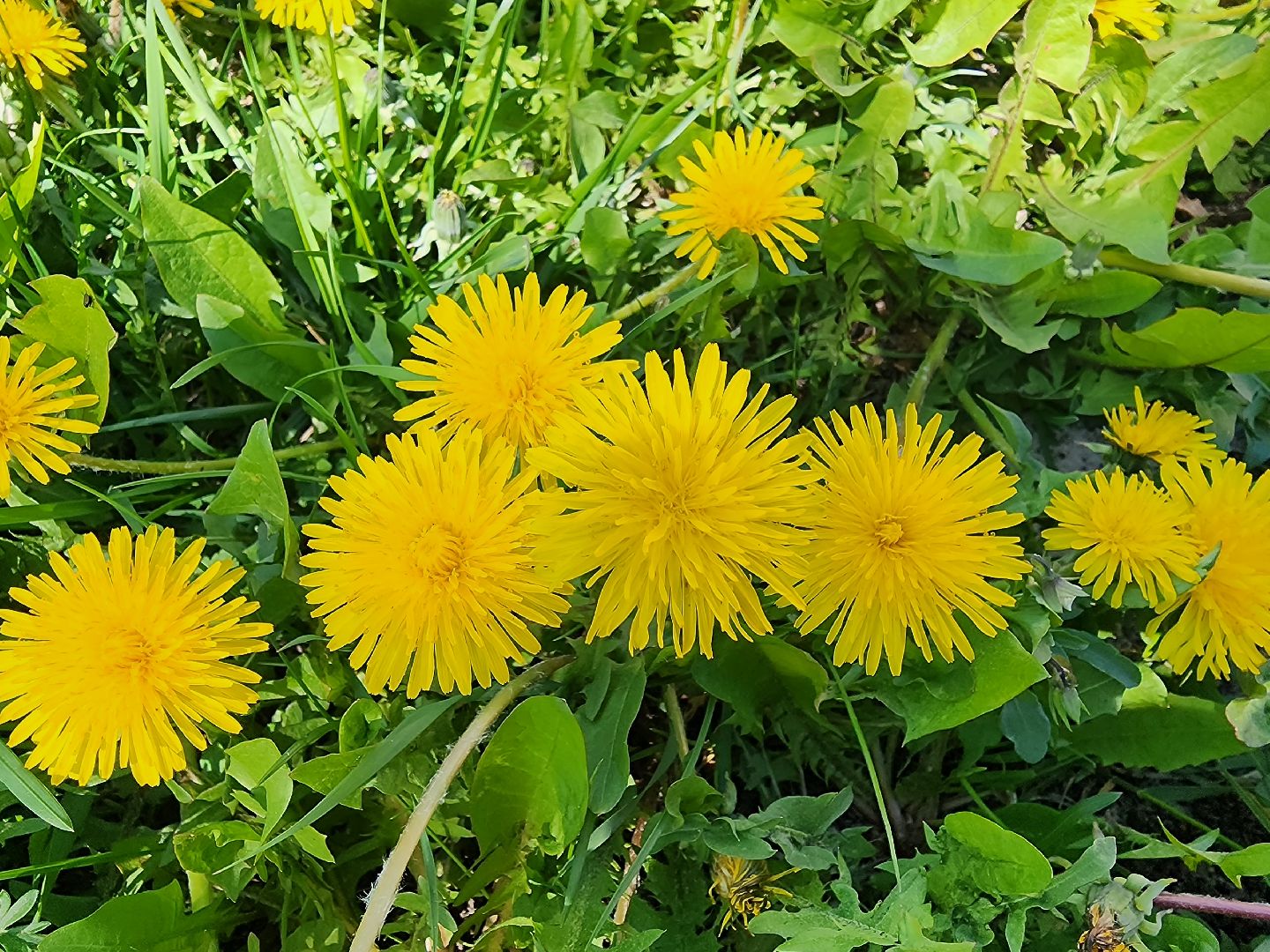 шатура, жкх и благоустройство, жкх подмосковье, покос травы,