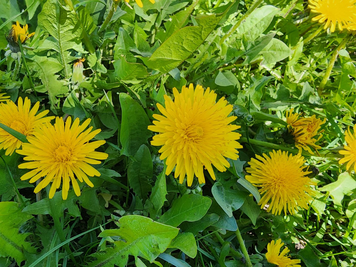шатура, жкх и благоустройство, жкх подмосковье, покос травы,