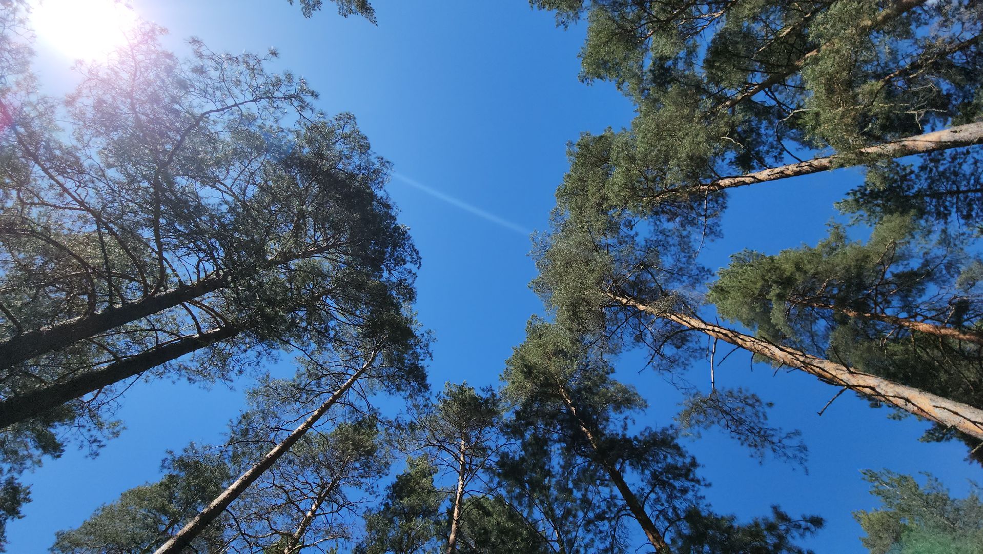 егорьевск, пожарная безопасность, лесничество, огонь, Надзор,