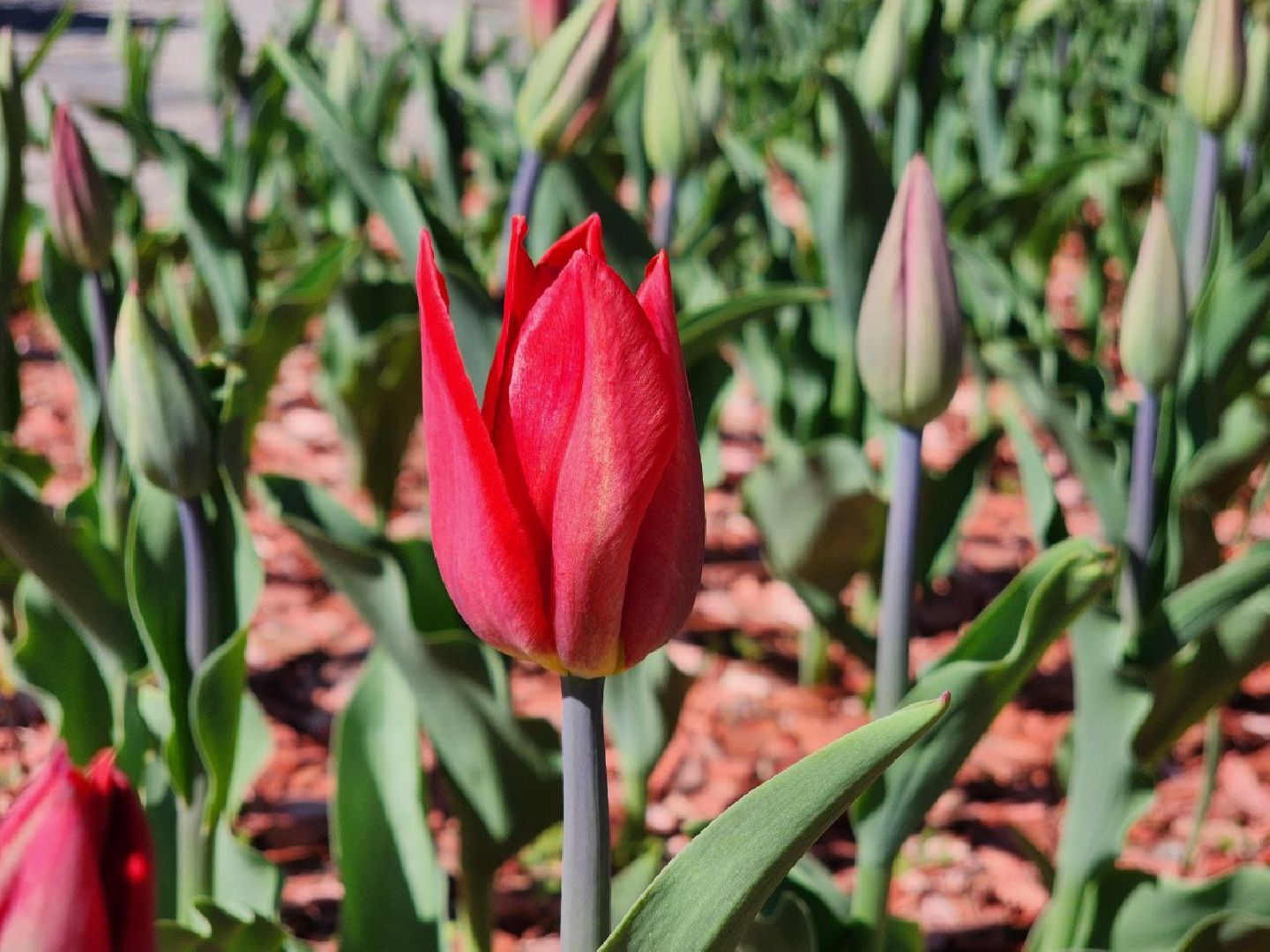 можайск, можайский городской округ, подмосковье, день победы, благоустройство, украшение округа, 9 мая,