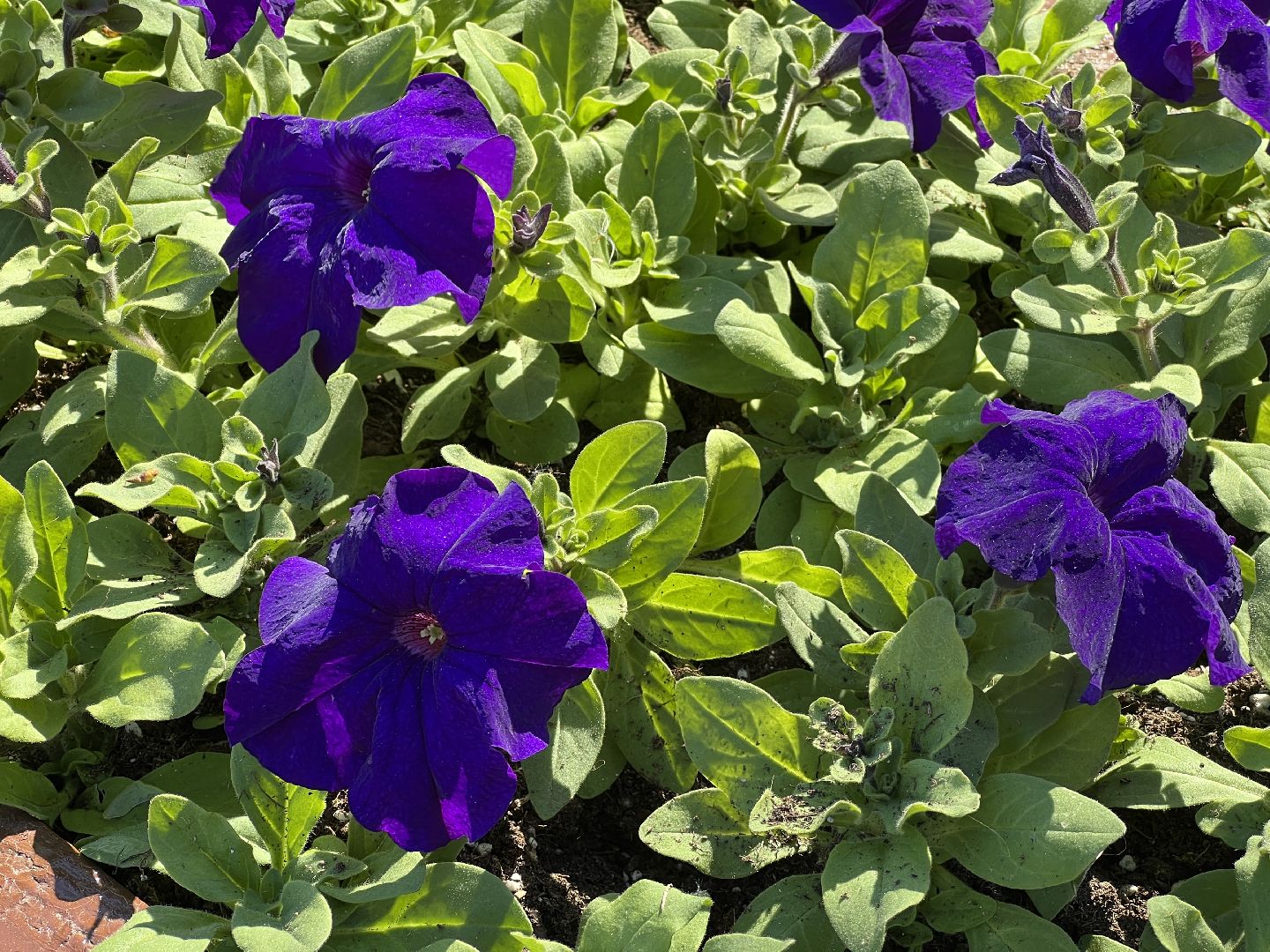 химки, благоустройство, цветы, озеленение,