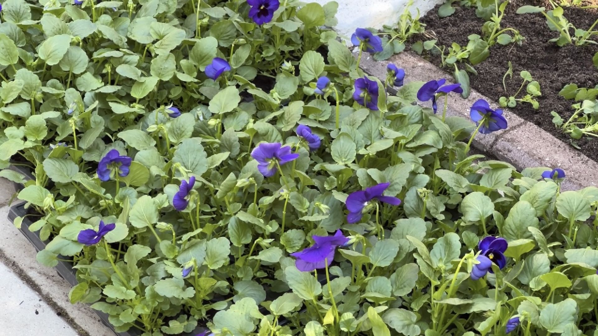 химки, благоустройство, цветы, озеленение,