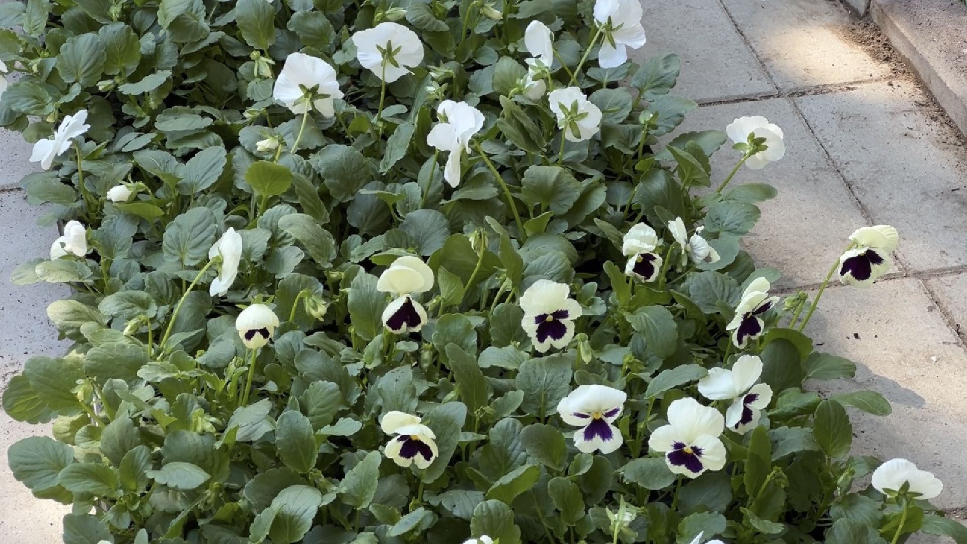 химки, благоустройство, цветы, озеленение,