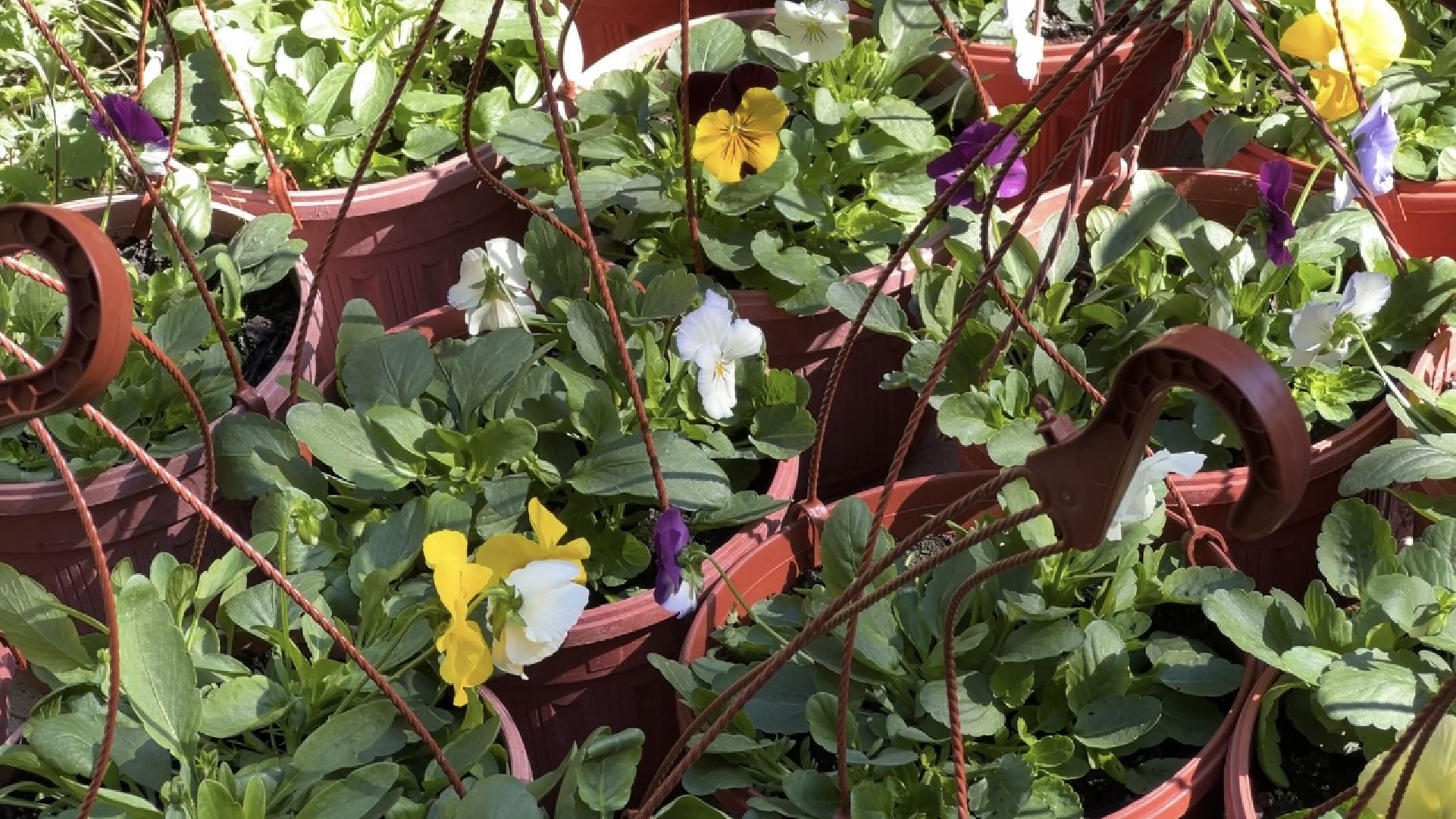 химки, благоустройство, цветы, озеленение,