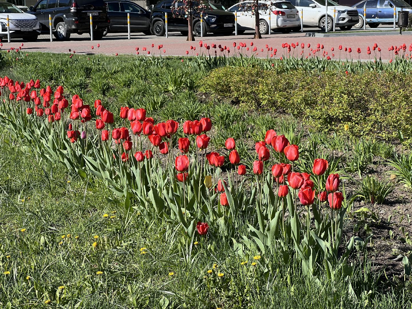 химки, благоустройство, цветы, озеленение,