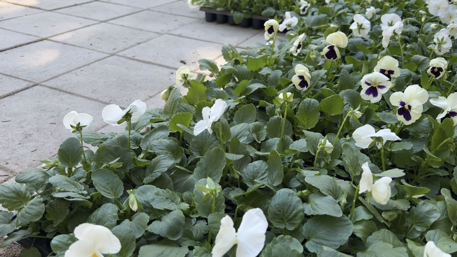 химки, благоустройство, цветы, озеленение,