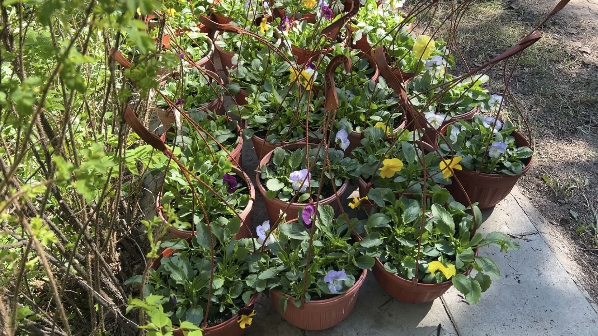 химки, благоустройство, цветы, озеленение,