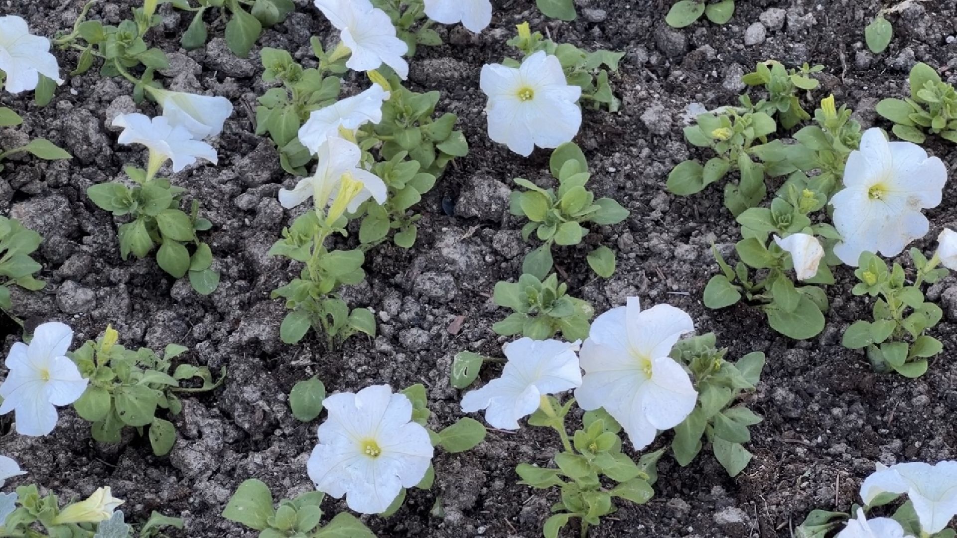 химки, благоустройство, цветы, озеленение,