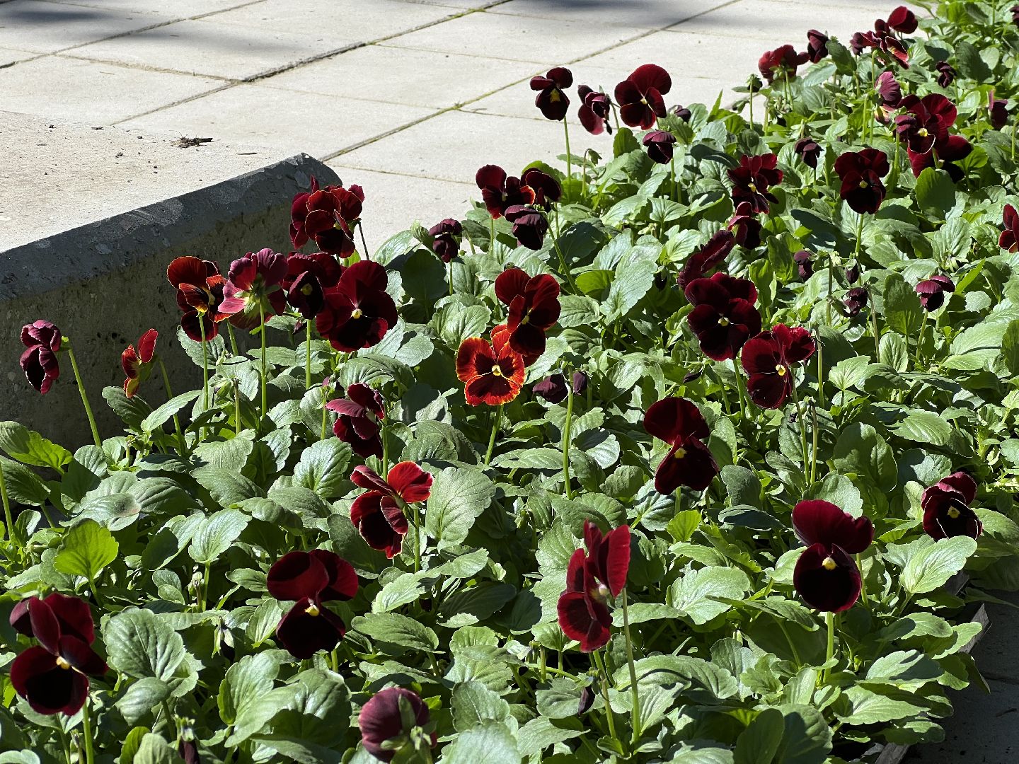 химки, благоустройство, цветы, озеленение,