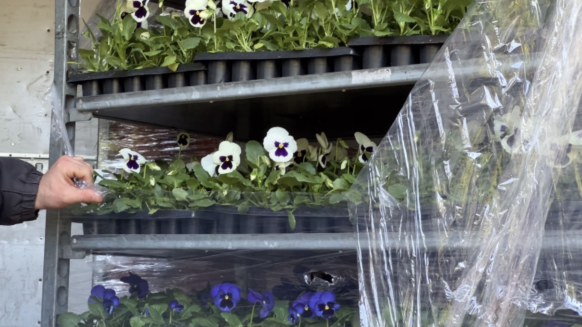 химки, благоустройство, цветы, озеленение,