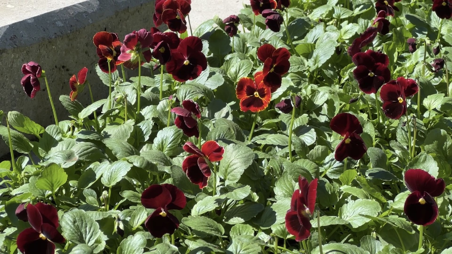 химки, благоустройство, цветы, озеленение,