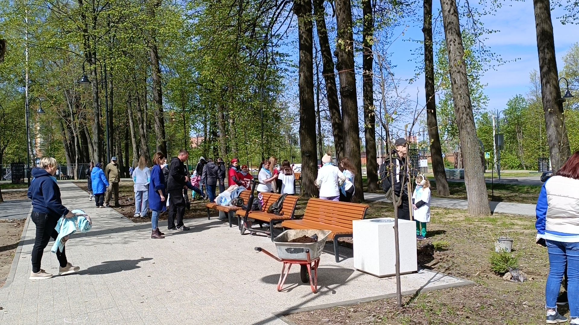 экология, деревья, лобня,