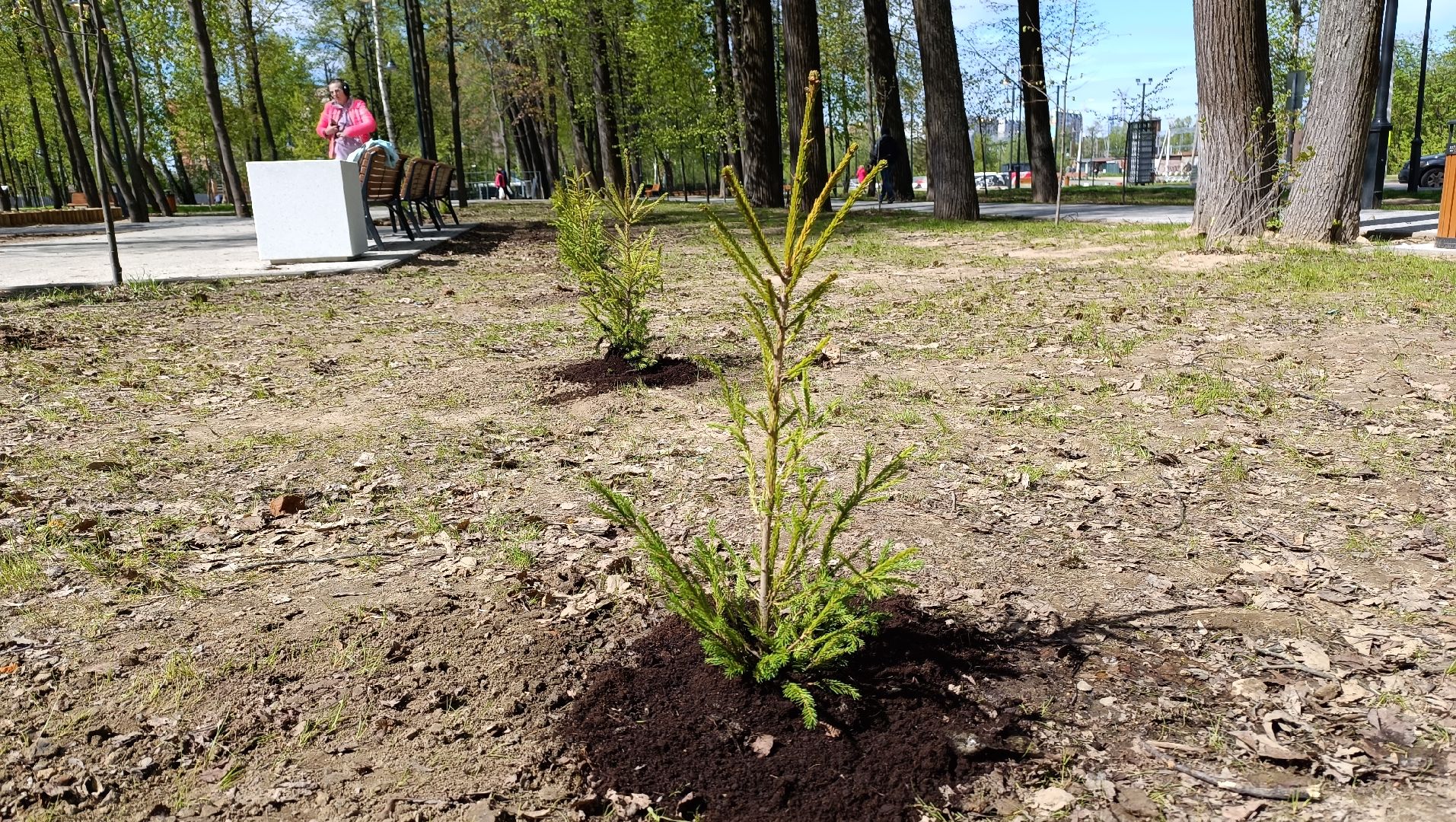 экология, деревья, лобня,