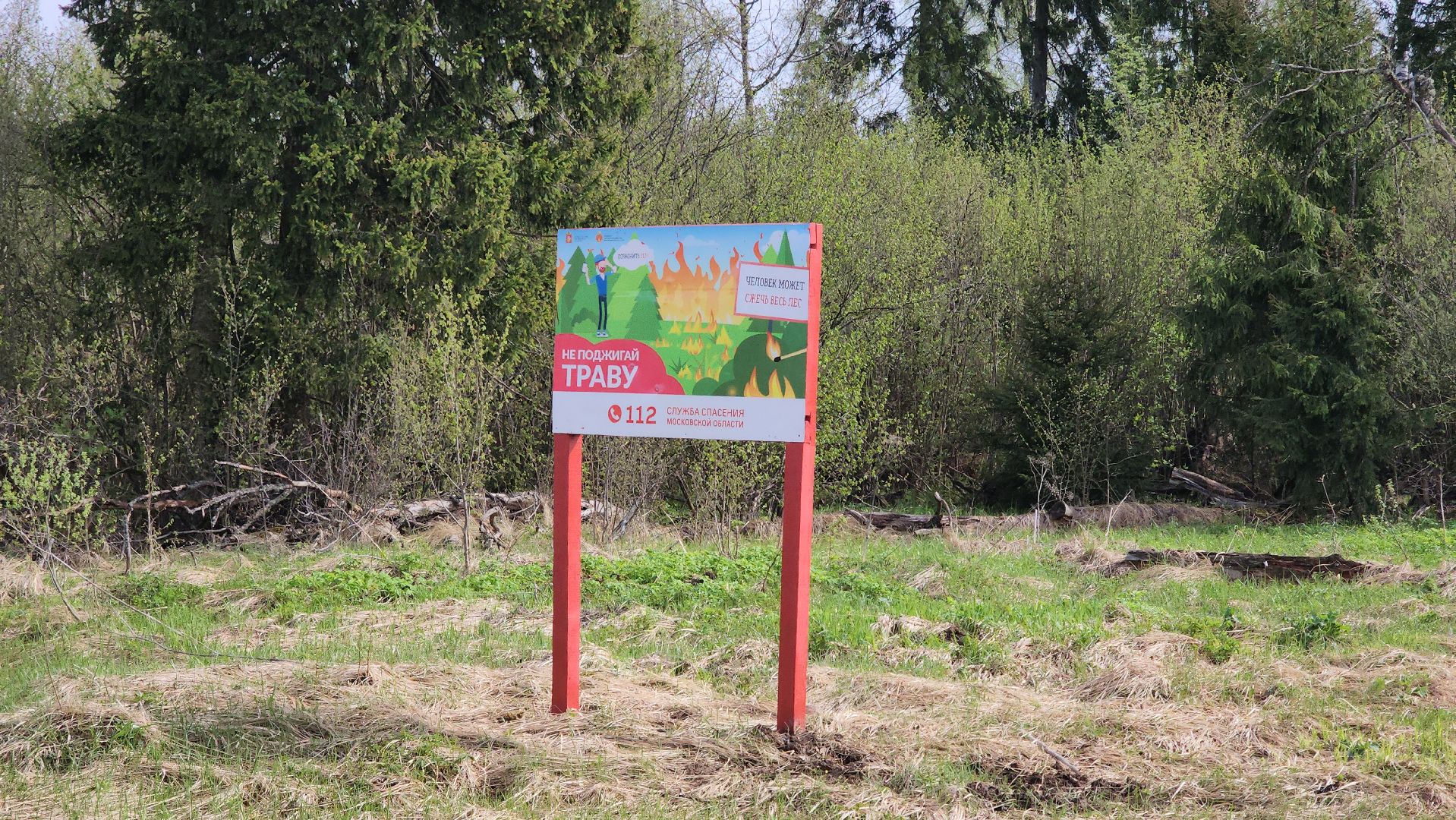 Экология, лес, лесничество, лесничие, руза, рузский городской округ, московская область,