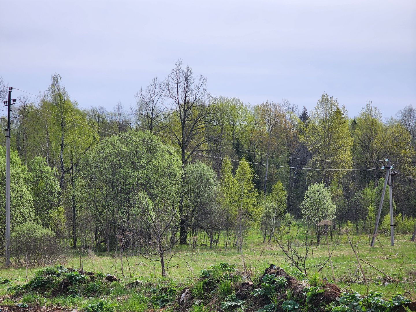 Экология, лес, лесничество, лесничие, руза, рузский городской округ, московская область,