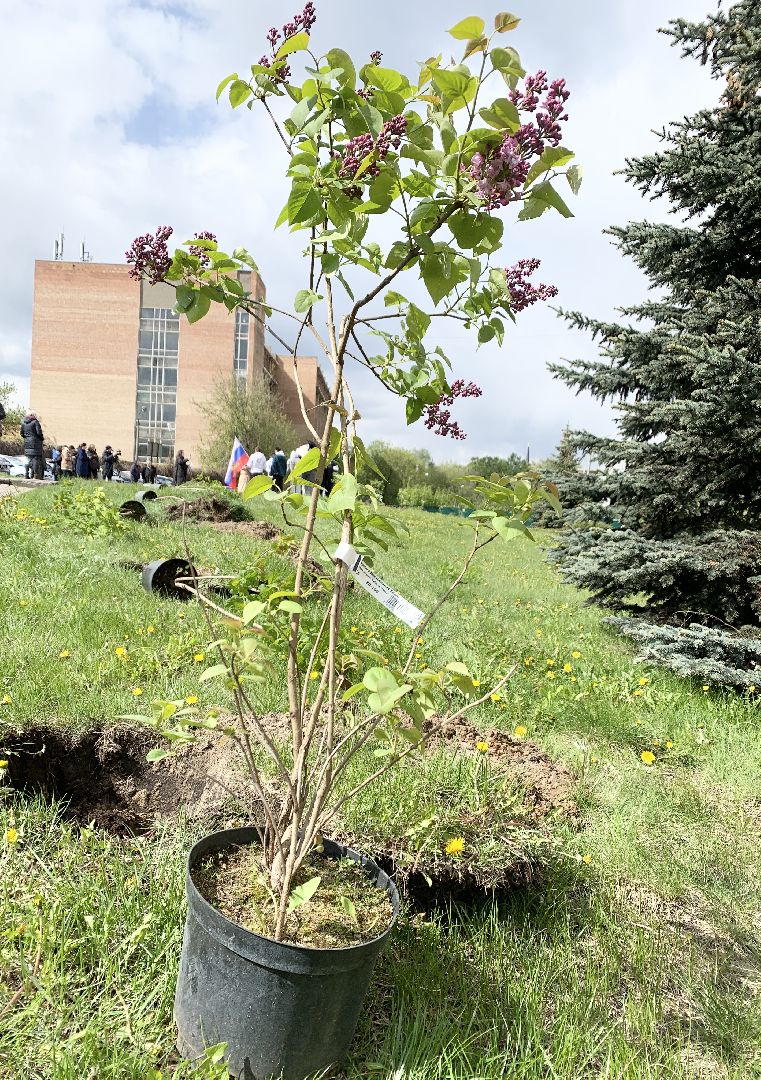 Балашиха, Подмосковье, День Победы, Сиреневый парк Победы 2024, аллея памяти, сиреневая аллея, митинг,