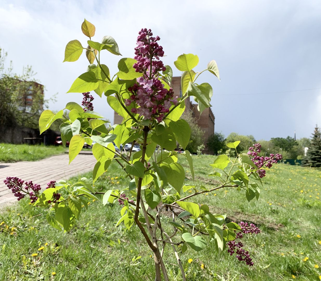 Балашиха, Подмосковье, День Победы, Сиреневый парк Победы 2024, аллея памяти, сиреневая аллея, митинг,
