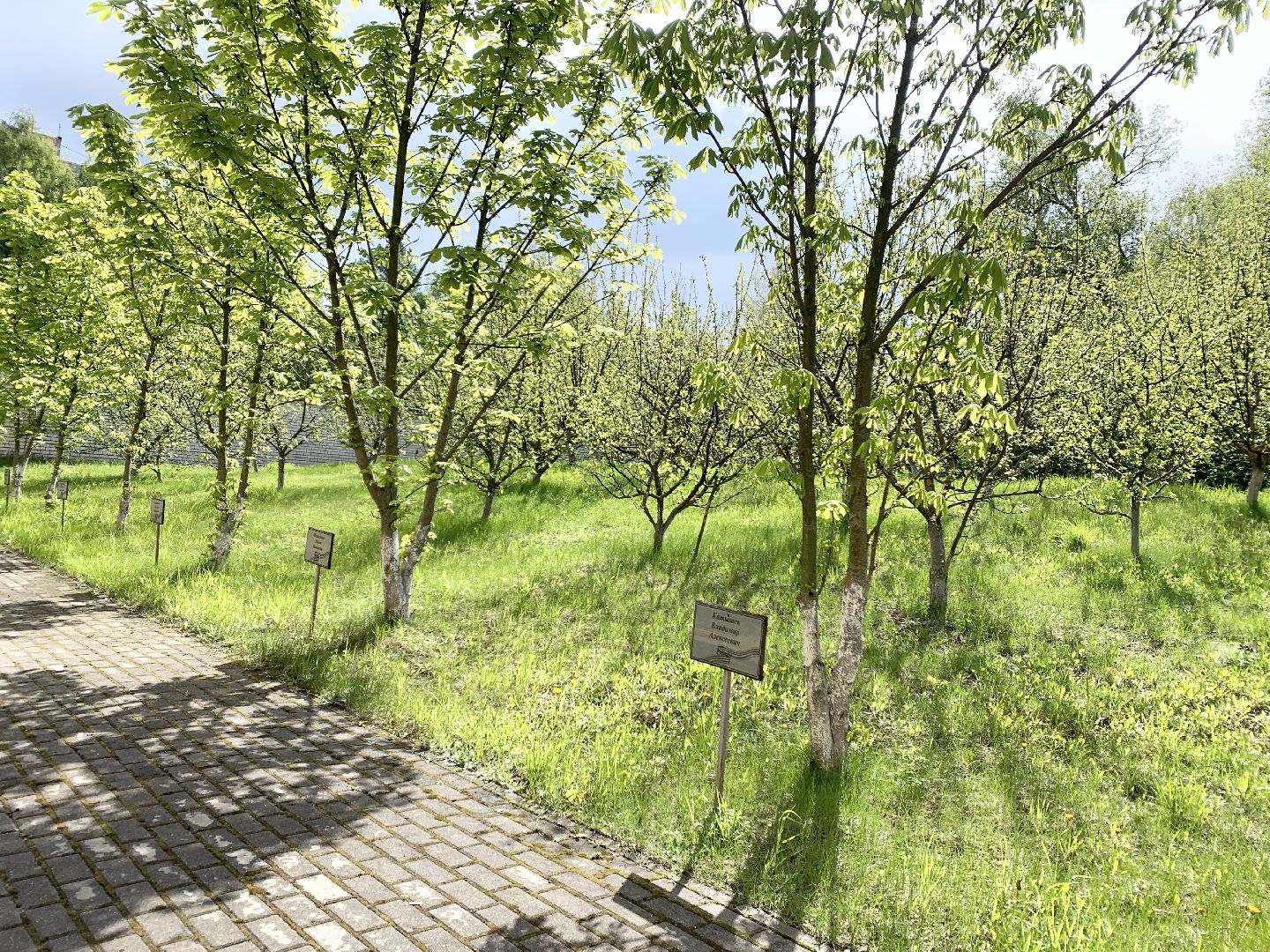 Балашиха, Подмосковье, День Победы, Сиреневый парк Победы 2024, аллея памяти, сиреневая аллея, митинг,