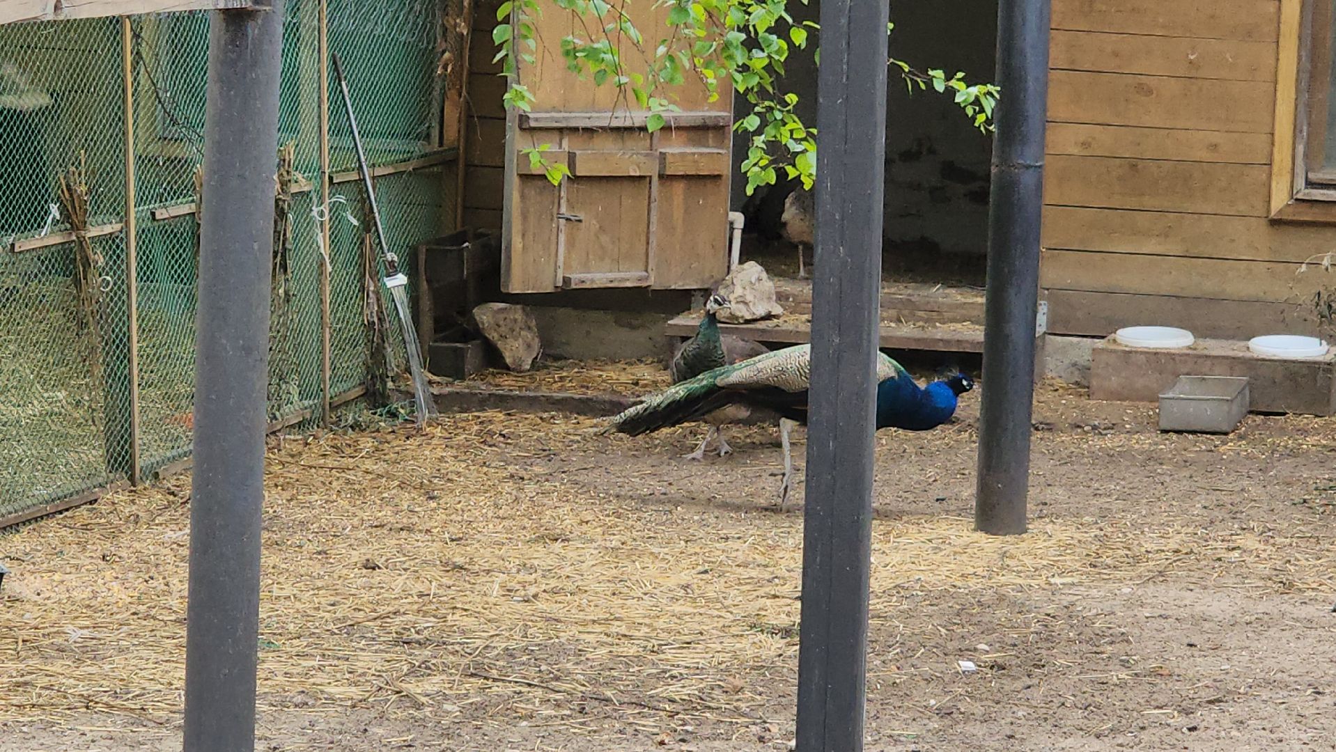 женский владычный монастырь, серпухов, владычная слобода, павлины, пасха в серпухове,