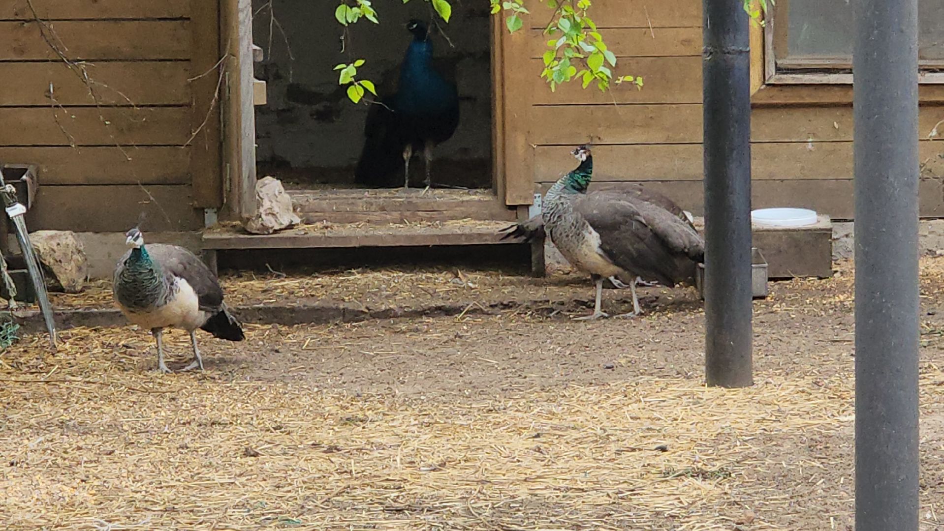 женский владычный монастырь, серпухов, владычная слобода, павлины, пасха в серпухове,