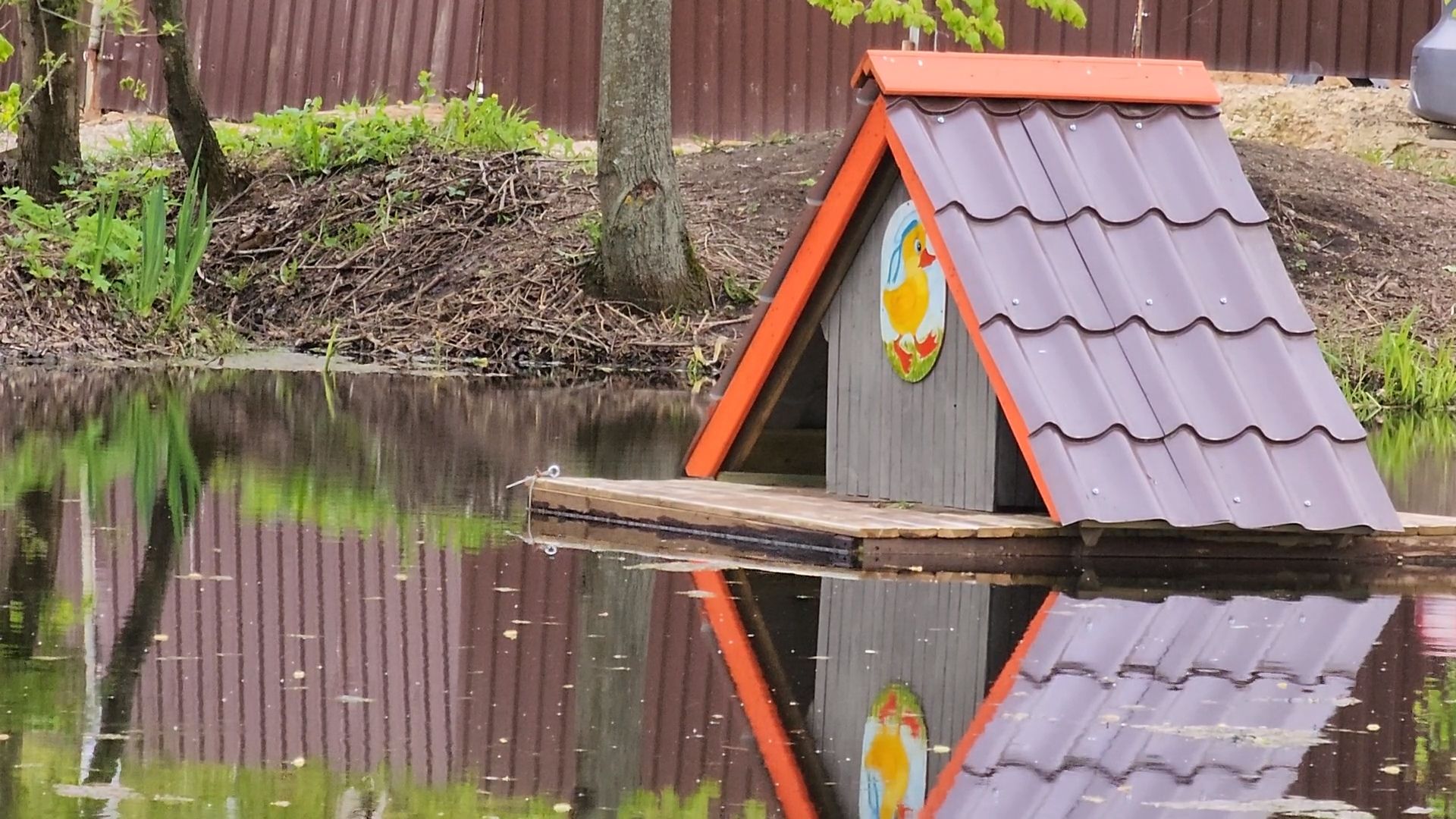 одинцово, бородки, пруд, экология, утки,