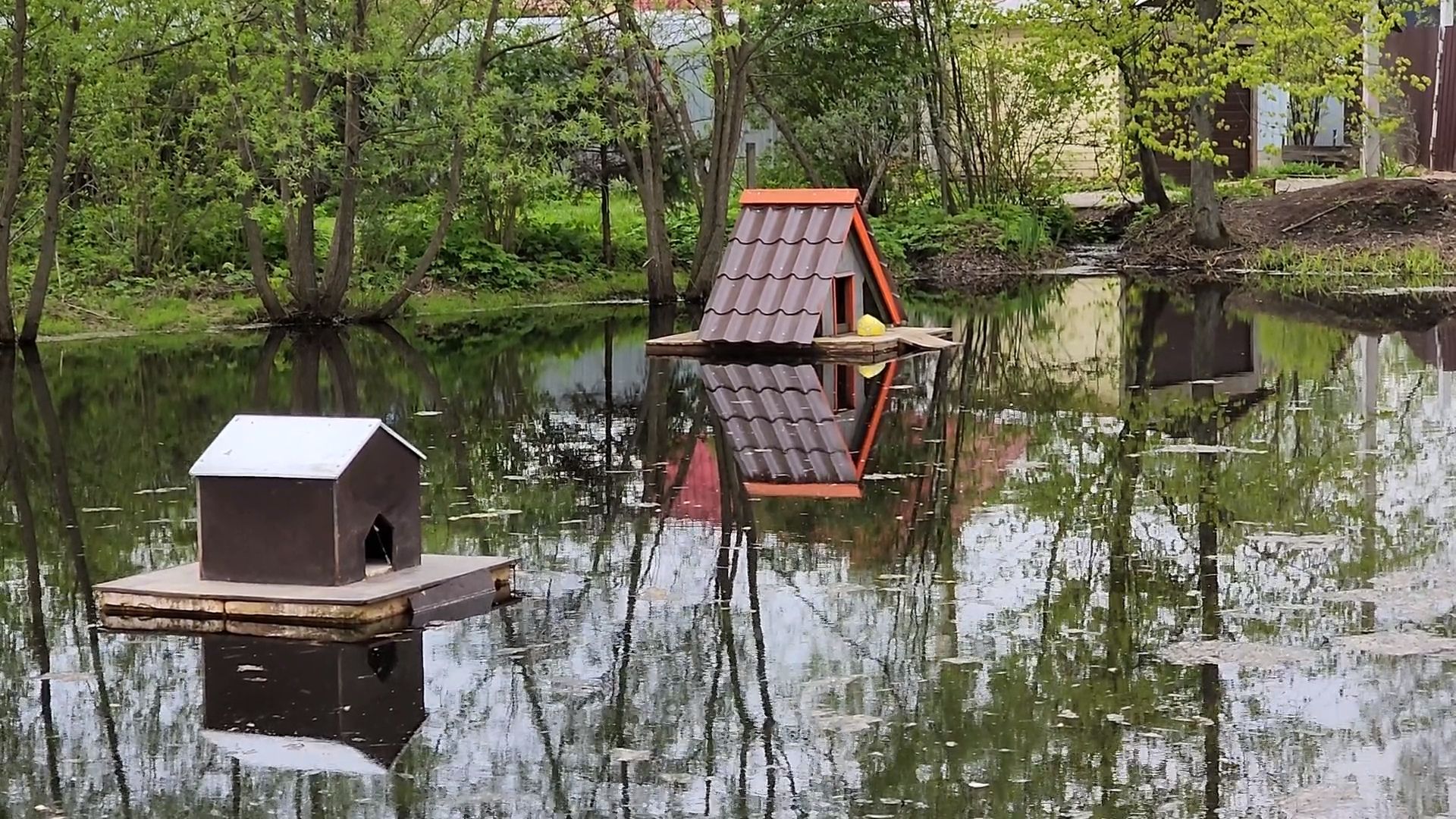 одинцово, бородки, пруд, экология, утки,