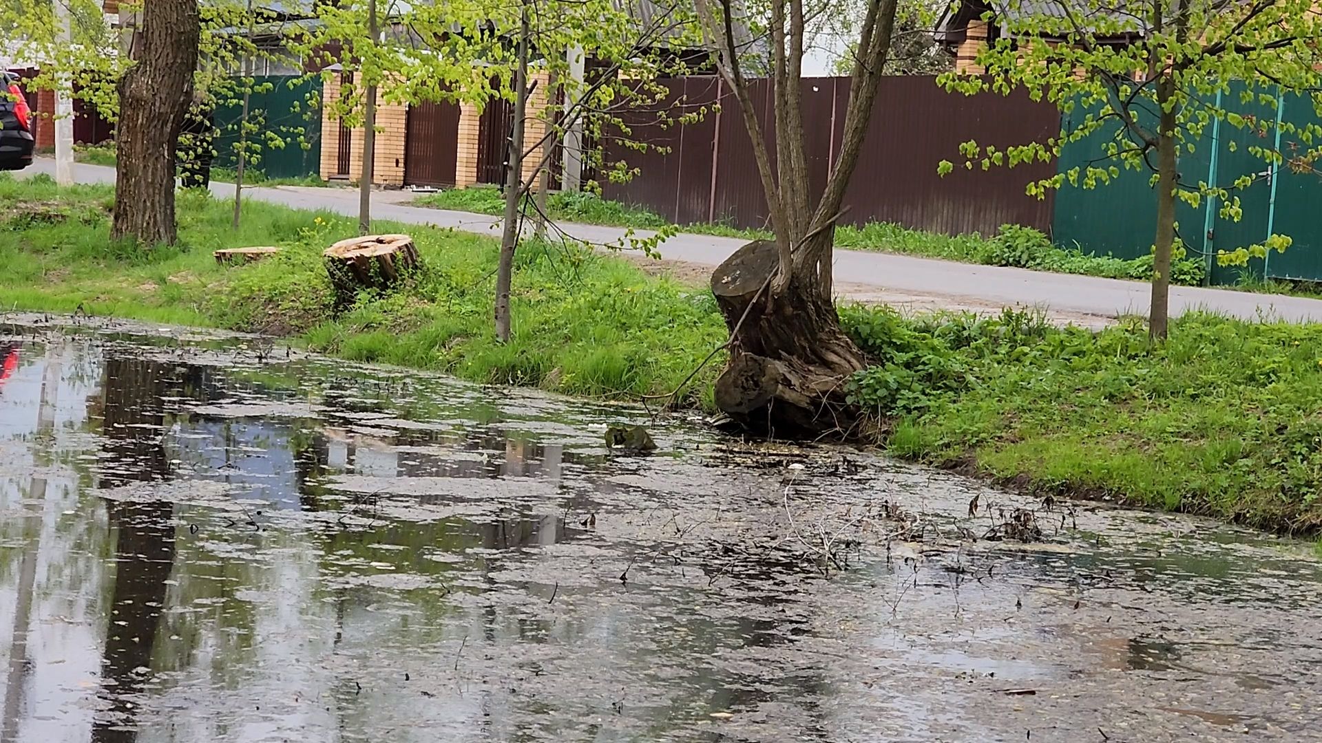 одинцово, бородки, пруд, экология, утки,