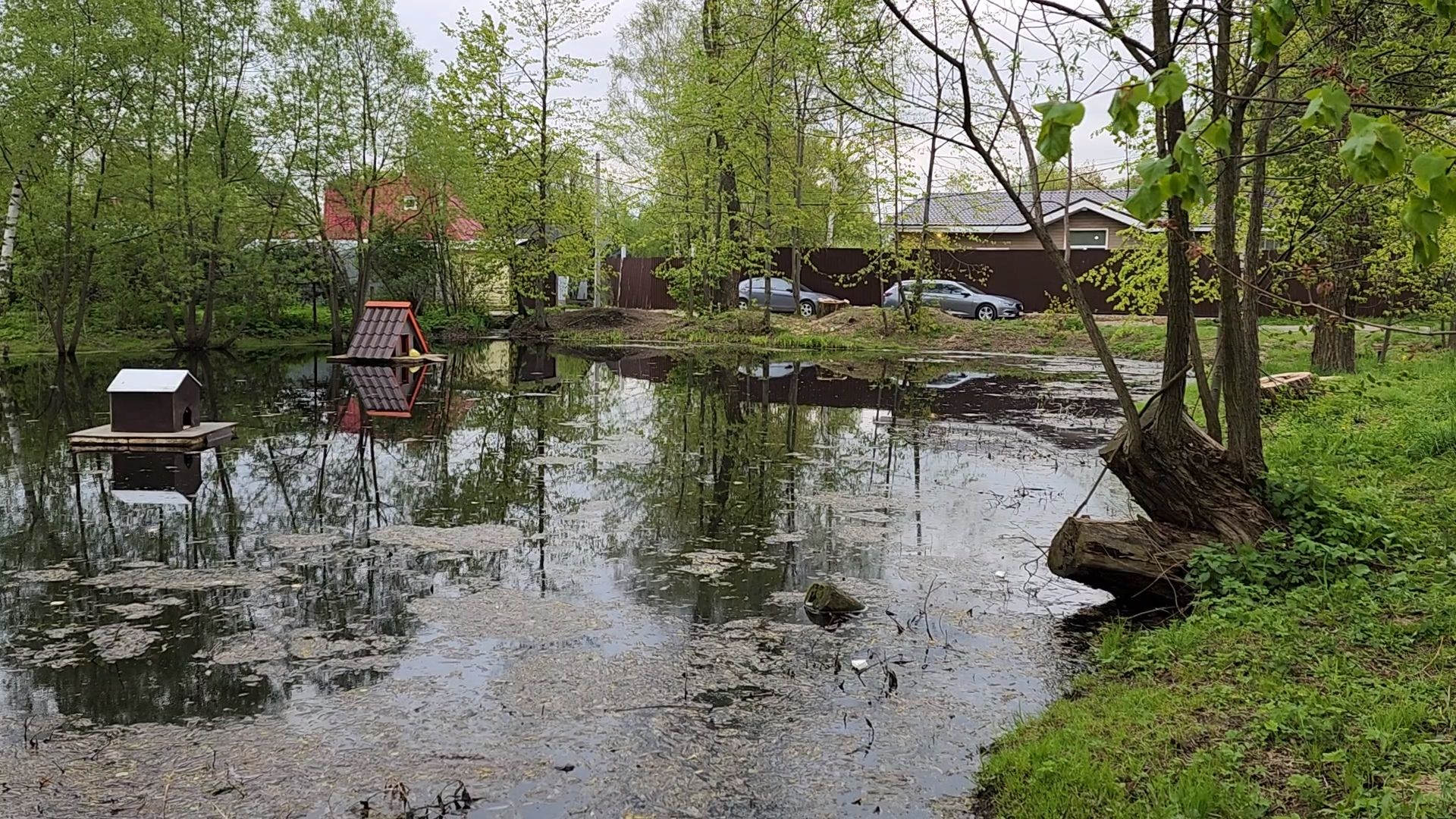 одинцово, бородки, пруд, экология, утки,