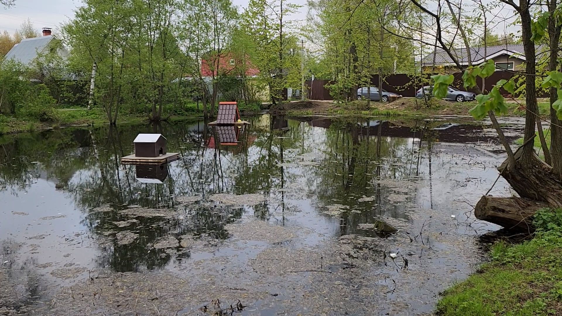 одинцово, бородки, пруд, экология, утки,