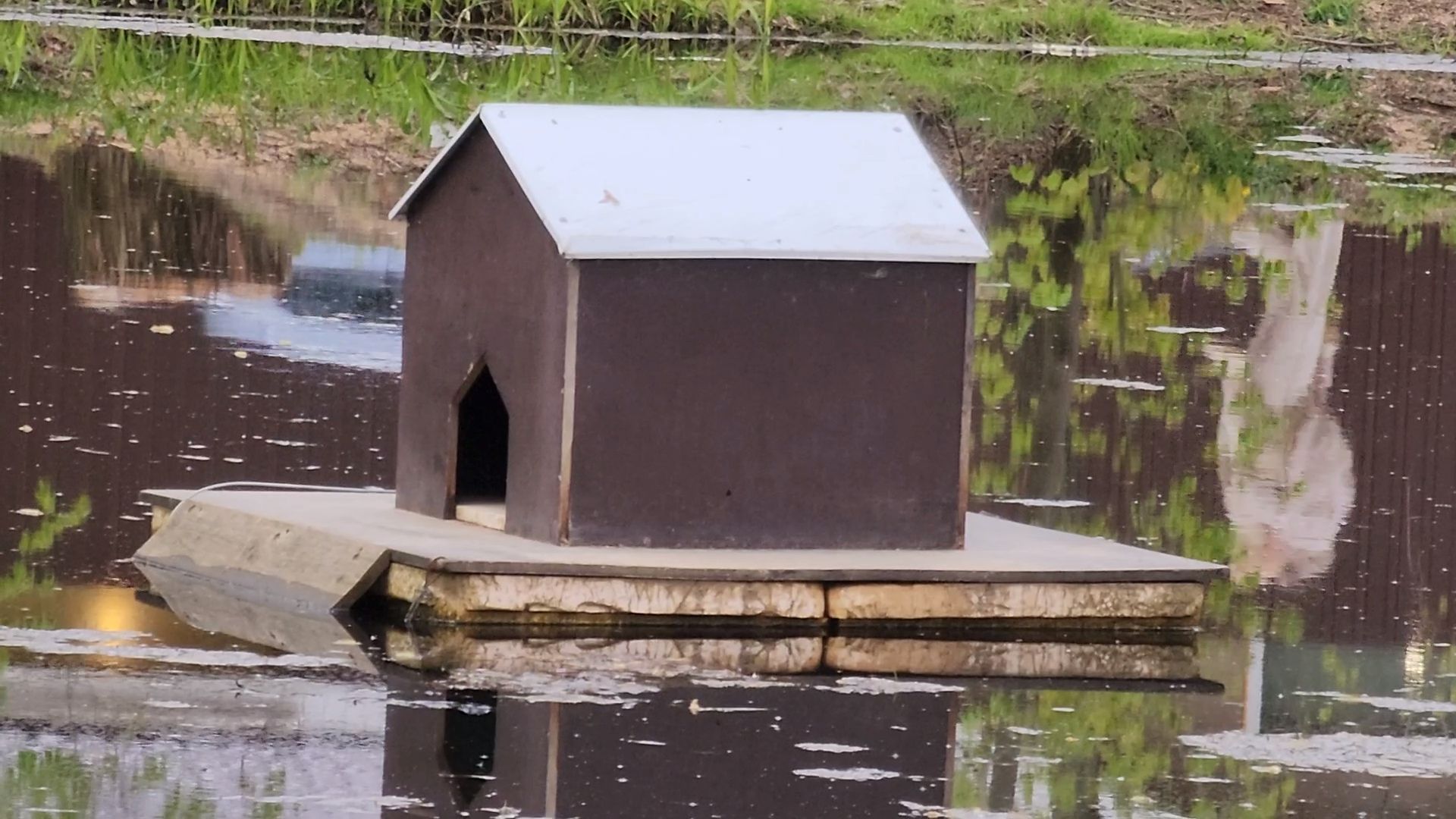 одинцово, бородки, пруд, экология, утки,