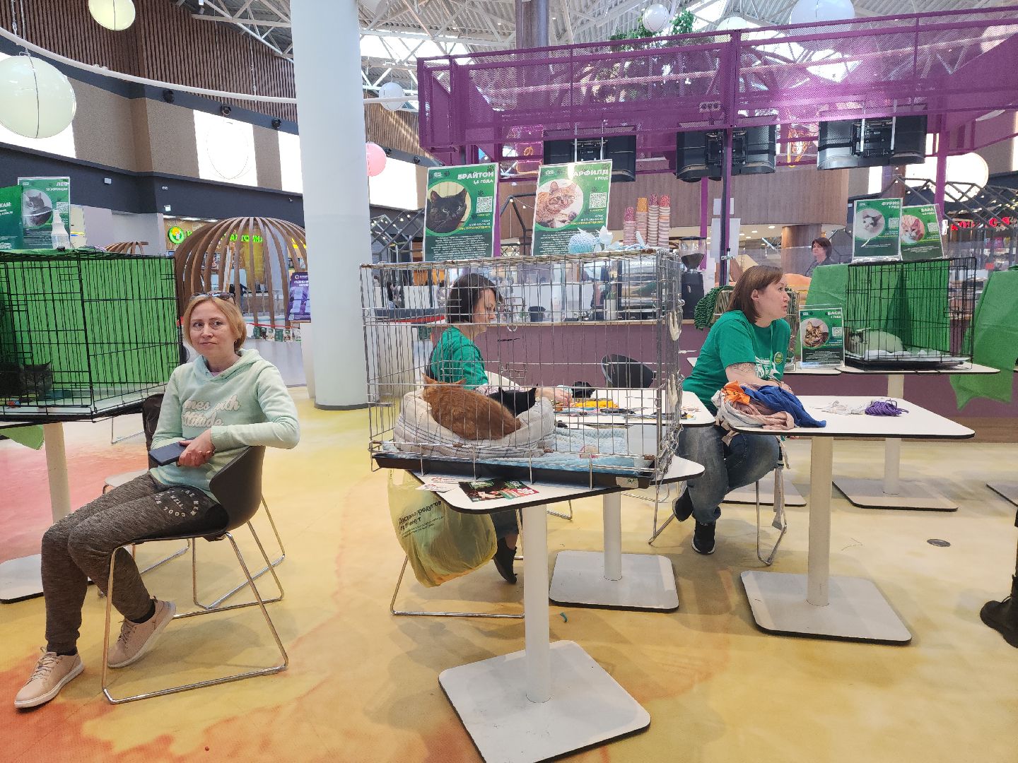 пушкино, бездомные животные, пристройство, мероприятие, волонтерство,