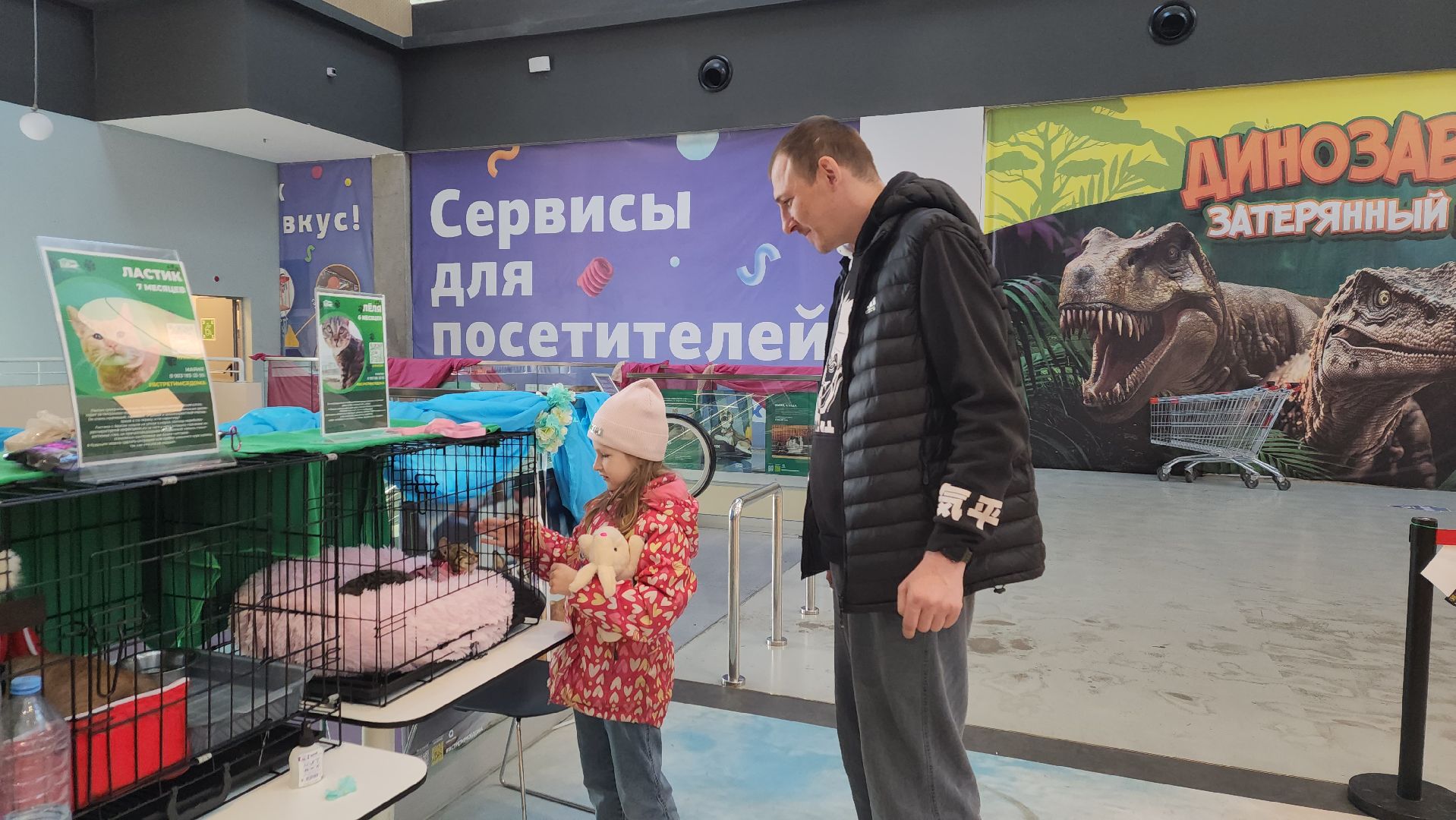 пушкино, бездомные животные, пристройство, мероприятие, волонтерство,