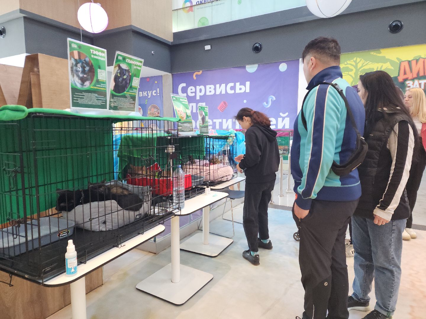пушкино, бездомные животные, пристройство, мероприятие, волонтерство,