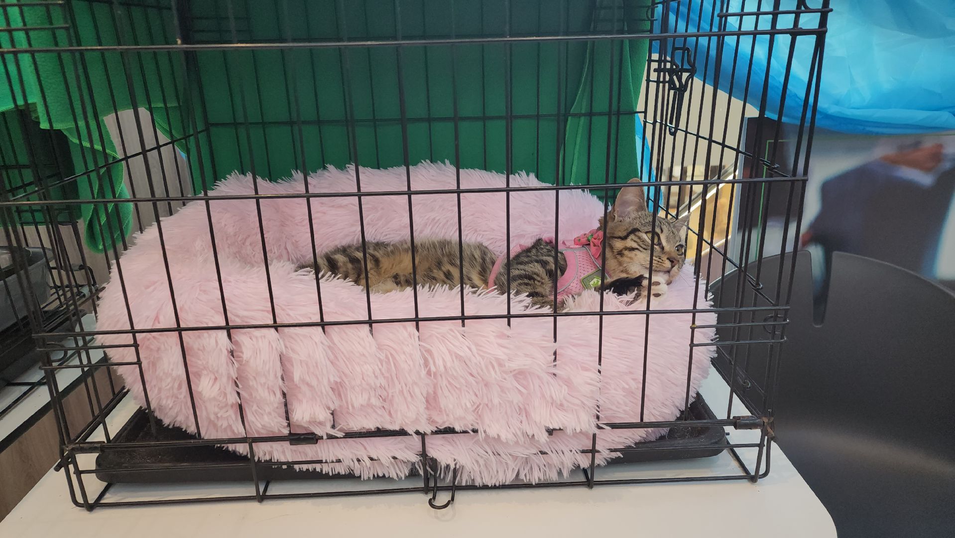 пушкино, бездомные животные, пристройство, мероприятие, волонтерство,