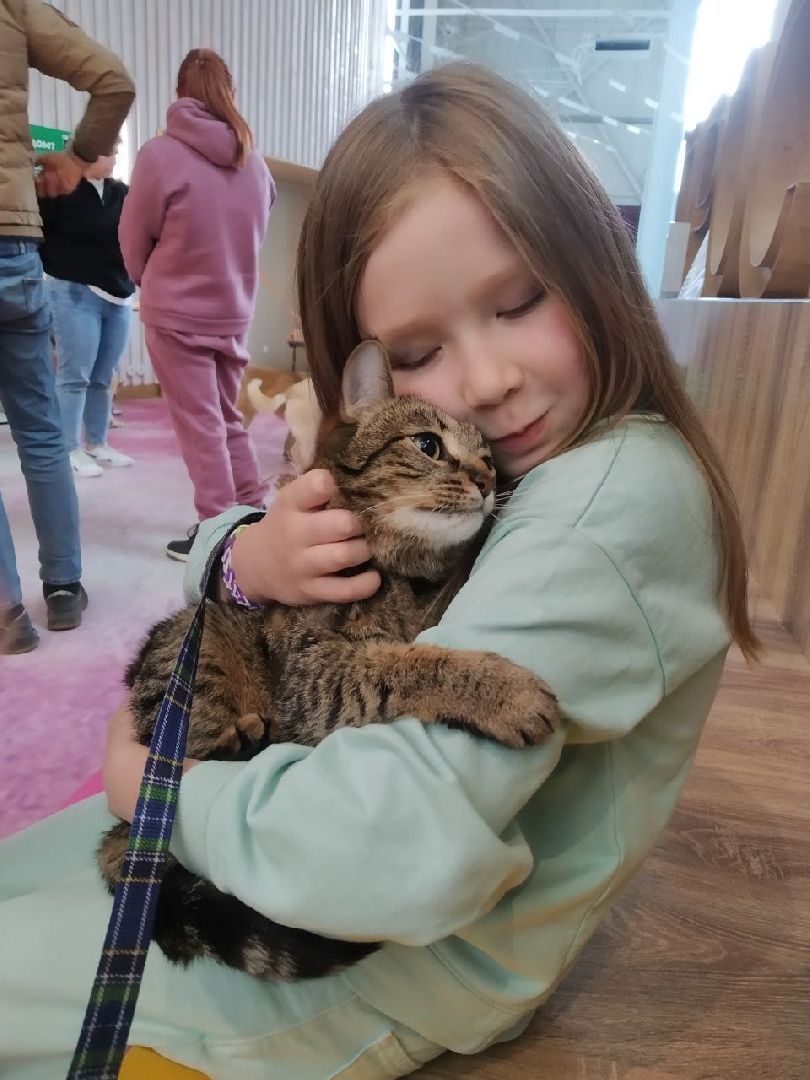 пушкино, бездомные животные, пристройство, мероприятие, волонтерство,