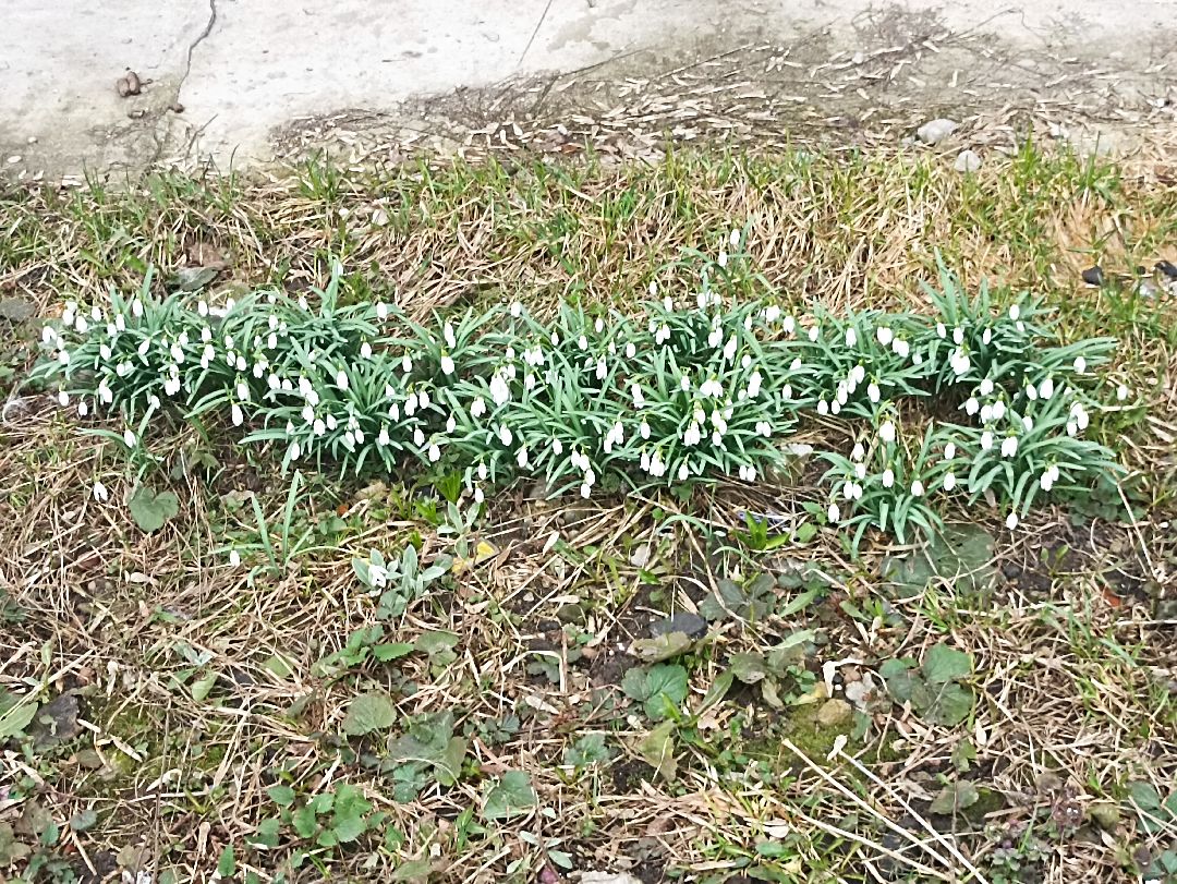 Серпухов, подснежники, весна