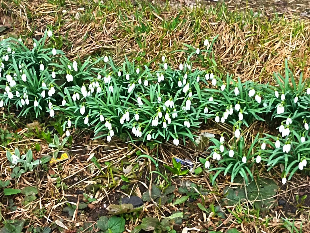 Серпухов, подснежники, весна