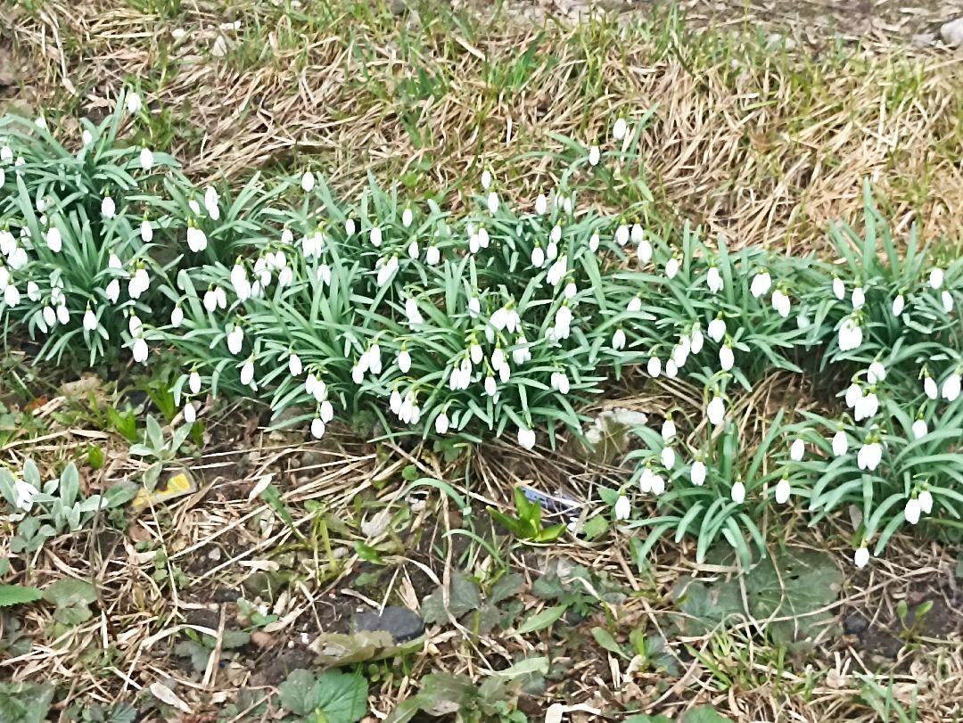 Серпухов, подснежники, весна