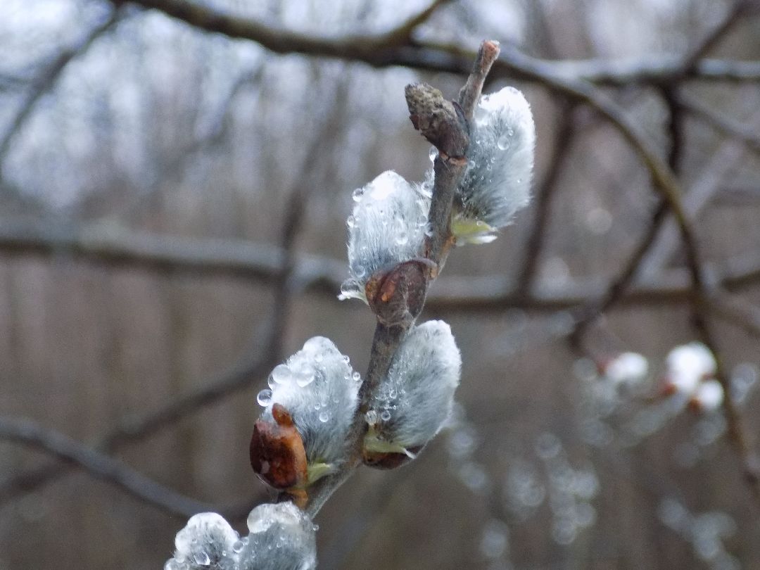 Шатура, цветение, верба, макросъёмка