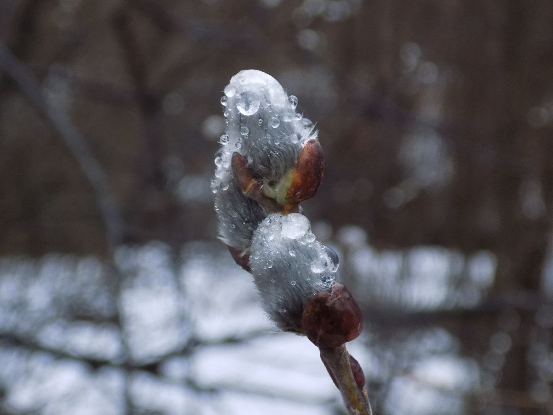 Шатура, цветение, верба, макросъёмка