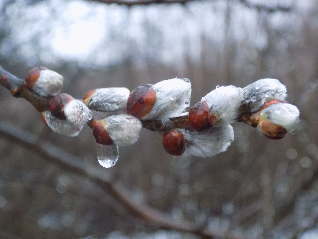Шатура, цветение, верба, макросъёмка