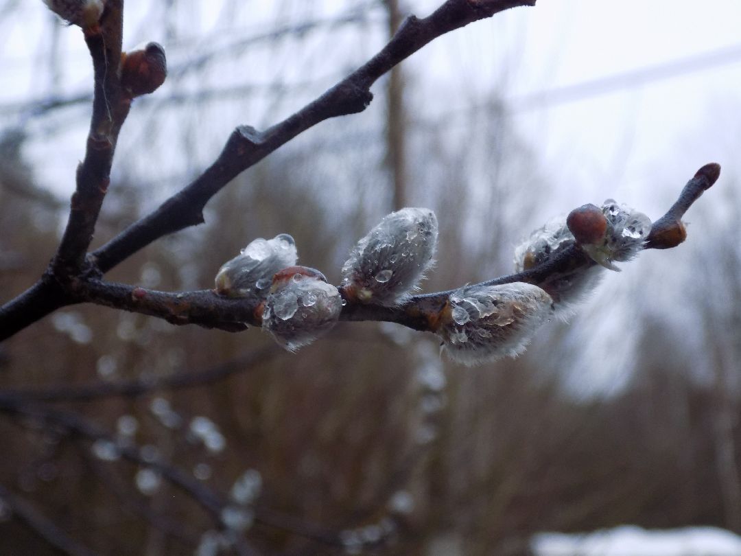 Шатура, цветение, верба, макросъёмка