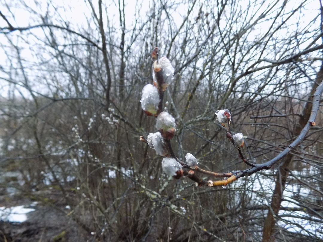 Шатура, цветение, верба, макросъёмка