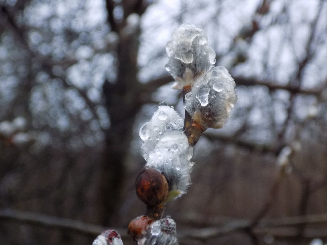 Шатура, цветение, верба, макросъёмка