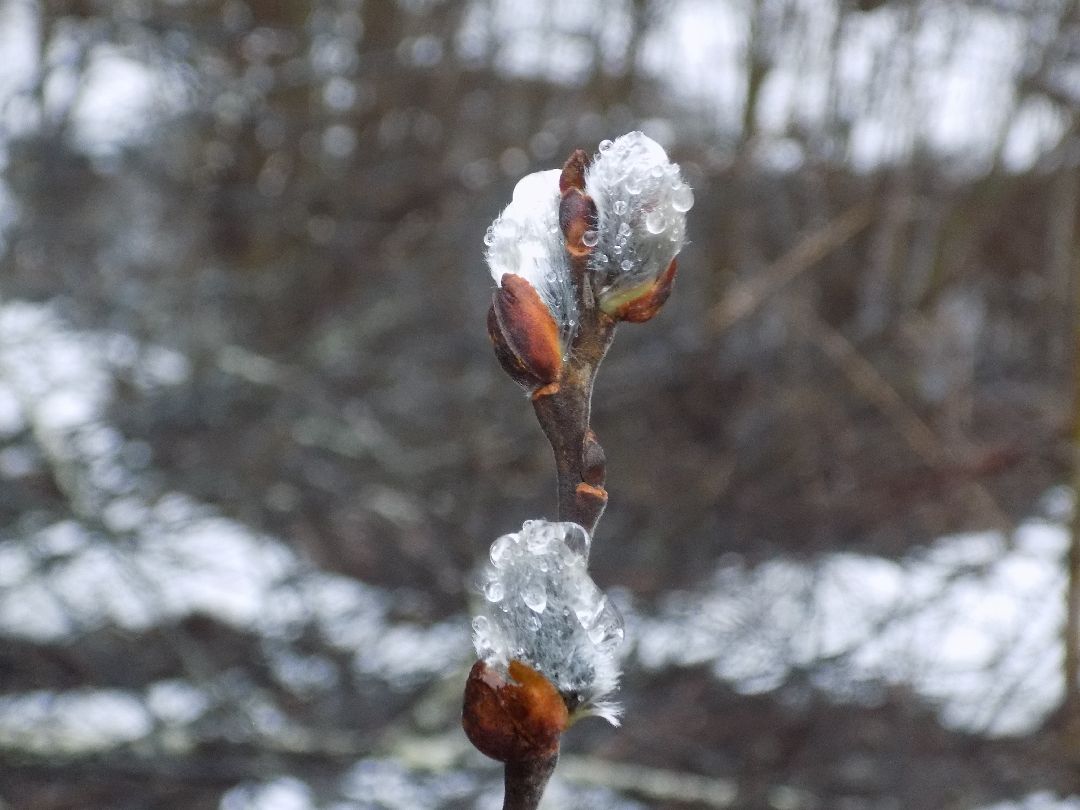 Шатура, цветение, верба, макросъёмка