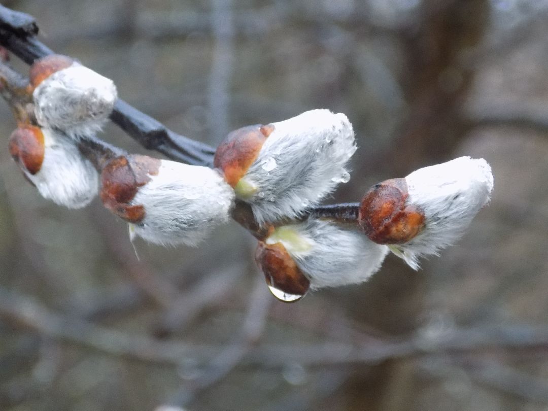 Шатура, цветение, верба, макросъёмка