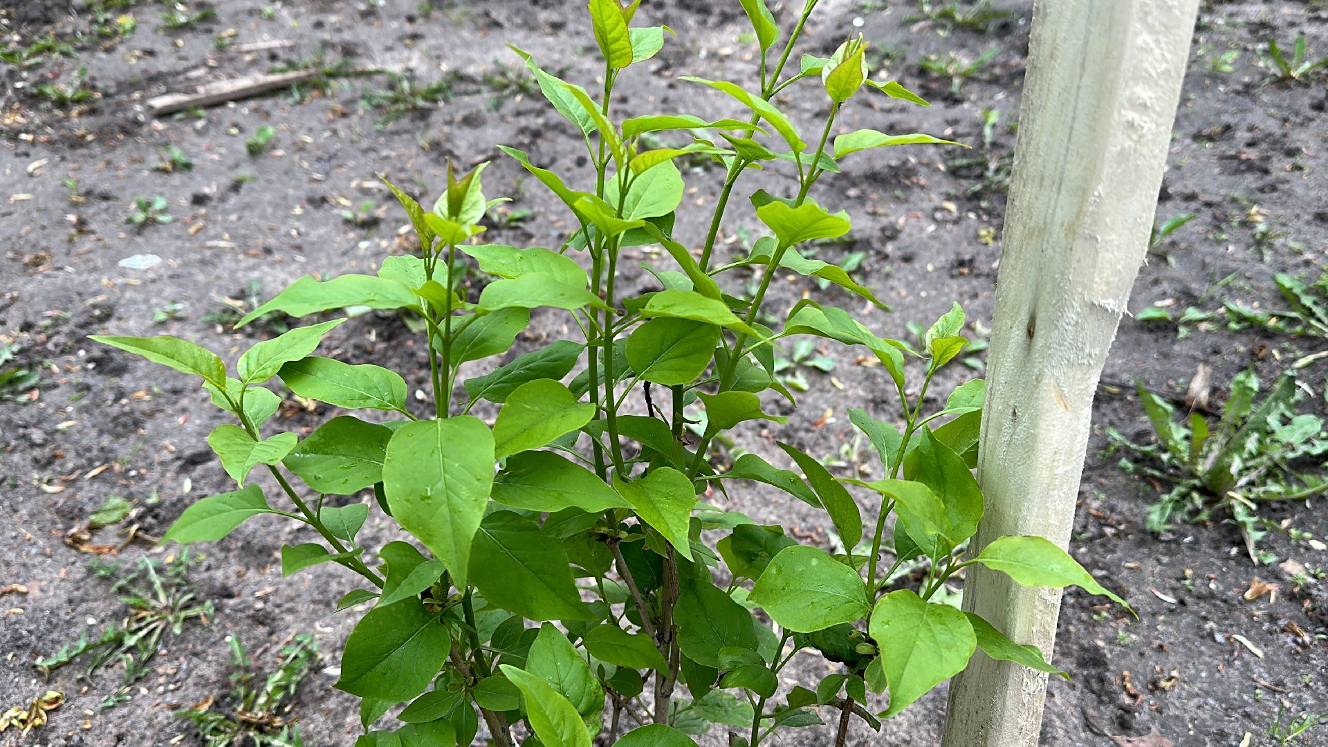 Клин, общество, день победы, люди, праздники,