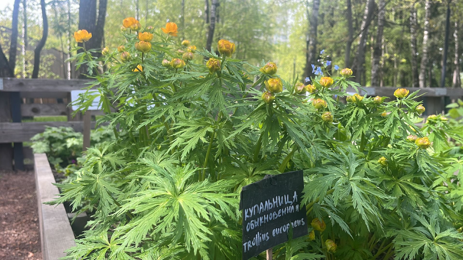 парк, парки балашихи, пестовский парк, аптекарский огород,